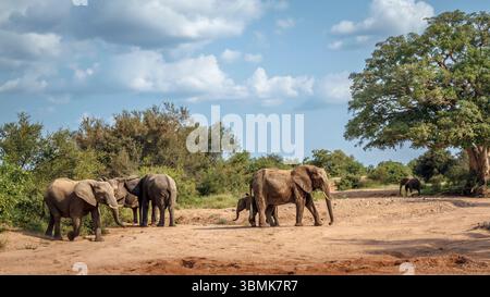 Afrikanische Buschelefantengruppe mit Kalb im trockenen Flussbett im Kruger-Nationalpark, Südafrika; Specie Loxodonta africana Familie der Elephantidae Stockfoto