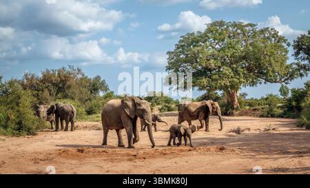 Afrikanische Buschelefantengruppe mit Kalb im trockenen Flussbett im Kruger-Nationalpark, Südafrika; Specie Loxodonta africana Familie der Elephantidae Stockfoto