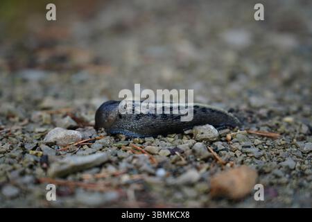 Schnecke aus nächster Nähe Stockfoto