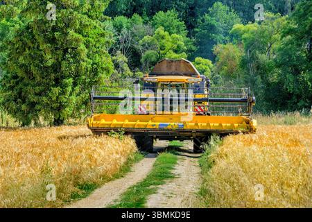 New Holland CX8080 Mähdrescher im Weizenfeld - Bossay-sur-Claise, Indre-et-Loire (37), Frankreich. Stockfoto