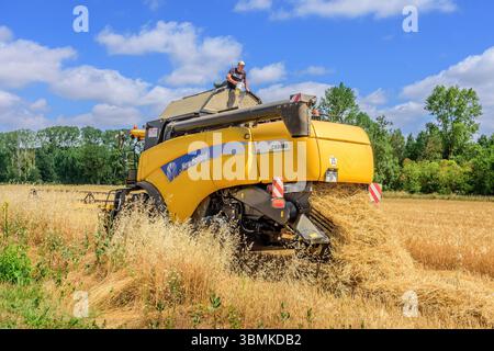 Landwirt nimmt eine Probe von Weizenkorn für Feuchtigkeitsprüfungen - New Holland CX8080 Mähdrescher - Bossay-sur-Claise, Indre-et-Loire (37), Frankreich. Stockfoto