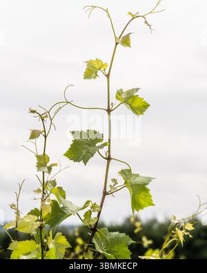 Zarte Weinranken und junge Traubenblätter ragen bei Hattingley Valley Wines in Hampshire, England, in den Himmel. Sie signalisiert eine neue Weinbausaison. Stockfoto