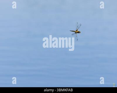 Vier spotted Chaser Libelle Stockfoto