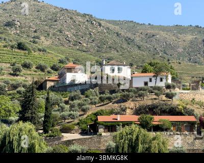 Weingut Senhora da Ribeira am Fluss Douro, Portugal Stockfoto