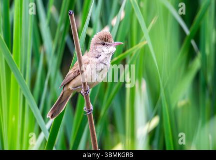 Ein orientalischer Schilfmörder (Acrocephalus orientalis), der auf einem Schilfstiel thront. Provinz Hebei, China. Stockfoto