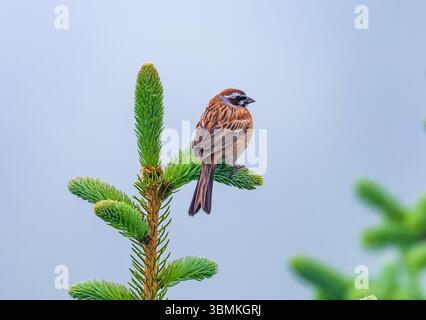 Ein Wiesenbund (Emberiza cioides), der auf einer Fichte thront. Peking, China. Stockfoto