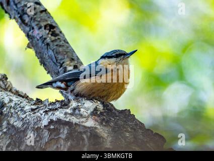 Eine Eurasische Nuthatch (Sitta europaea), die auf einem Baumstamm im Wald thront. Peking, China. Stockfoto