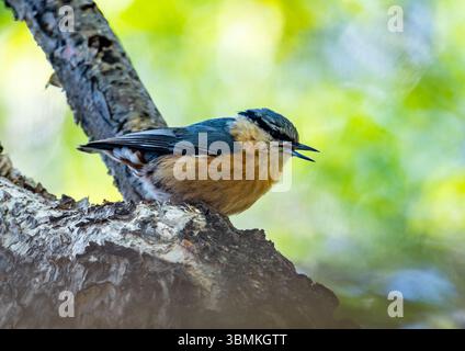 Eine Eurasische Nuthatch (Sitta europaea), die auf einem Baumstamm im Wald thront. Peking, China. Stockfoto
