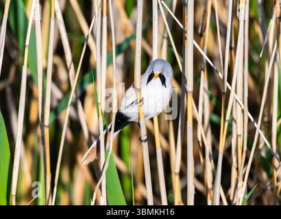 Ein bärtiger Reedling (Panurus biarmicus), der auf einem Schilfstiel thront. Innere Mongolei, China. Stockfoto