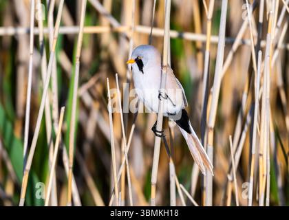 Ein bärtiger Reedling (Panurus biarmicus), der auf einem Schilfstiel thront. Innere Mongolei, China. Stockfoto