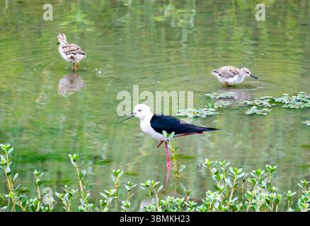Eine Schwarzflügelstelze (Himantopus himantopus) und zwei Küken auf der Suche in einem Teich. Provinz Jiangsu, China. Stockfoto