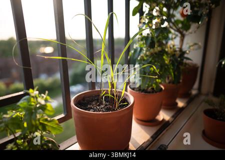 Sprossen von Zitronengraskraut im Topf auf dem Balkon. Anbau von hausgemachten Aromakräutern Stockfoto