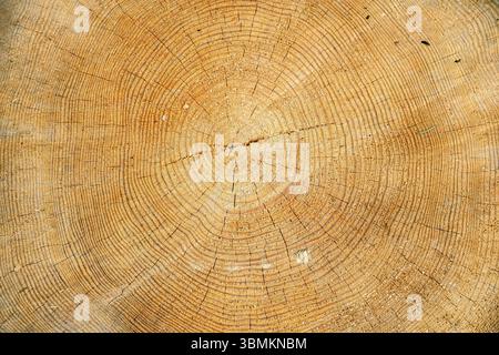 Ringe an einem Schnittteil eines großen, frisch geschnittenen Baumes mit deutlich sichtbaren Jahresringen. Stockfoto