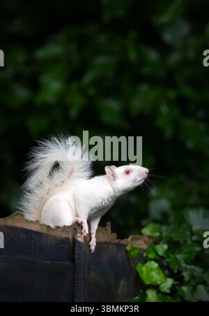 Ein Nahporträt eines albinograuen Eichhörnchens mit auffälligem weißem Fell und rosa Augen, das sich wachsam auf einem hölzernen Gartenzaun in Großbritannien befindet. Stockfoto