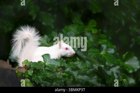 Ein Nahporträt eines albinograuen Eichhörnchens mit markantem weißem Fell und rosa Augen, das sich wachsam auf einem hölzernen Gartenzaun mit grünem Efeu erhebt, Stockfoto