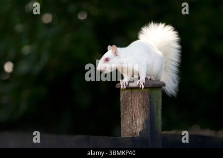 Ein Nahporträt eines albinograuen Eichhörnchens mit auffälligem weißem Fell und rosa Augen, das wachsam auf einem hölzernen Gartenzaunpfosten thront, Großbritannien. Stockfoto