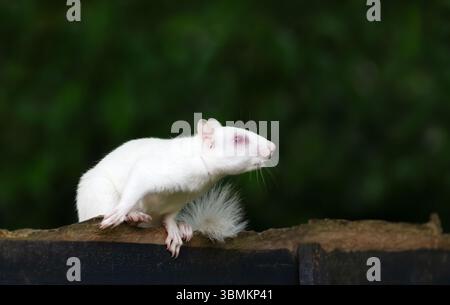 Ein Nahporträt eines albinograuen Eichhörnchens mit auffälligem weißem Fell und rosa Augen, das sich wachsam auf einem hölzernen Gartenzaun in Großbritannien befindet. Stockfoto