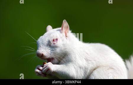Ein Nahporträt eines albinograuen Eichhörnchens mit markantem weißem Fell und rosa Augen, das Nüsse isst, UK. Stockfoto