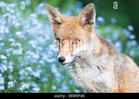 Nahaufnahme eines niedlichen Rotfuchses in einem Garten, mit blühenden Vergissmeinsblumen im Hintergrund, Großbritannien. Stockfoto