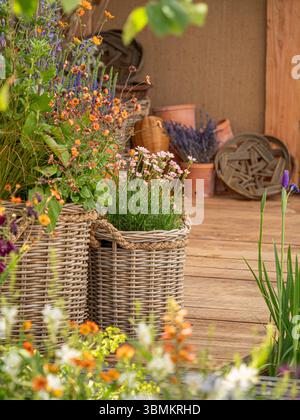 Korbkörbe mit Orangenblüten in einem Showgarten im Gardeners' World Live, NEC, Birmingham. UK Stockfoto