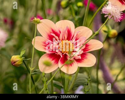 Nahaufnahme von Dahlia „Rhabarber und Custard“ mit seinen blasspfirsichfarbenen und dunkelrosa Blüten, die in einem britischen Garten wachsen. Stockfoto