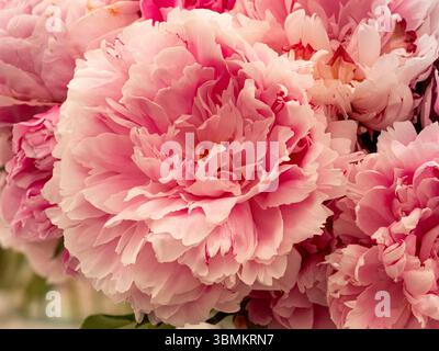 Nahaufnahme der Paeonia lactiflora „Sarah Bernhardt“ in voller Blüte, mit weichen rosa Rüschenblättern Stockfoto