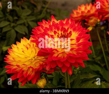 Nahaufnahme von Dahlia „Fun Flame“ auf einer Blumenshow. Stockfoto