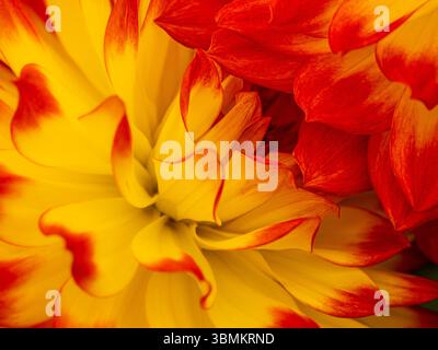 Makroansicht von Dahlia „Fun Flame“ mit leuchtenden gelben Blütenblättern in feurigem Orange, die den dramatischen Kontrast und die kräftige Sommerfarbe hervorheben. Stockfoto