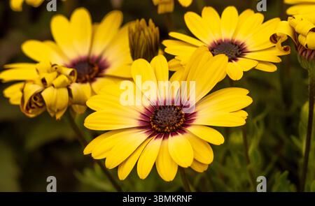Nahaufnahme der gelben Blüten von Osteospermum Blue Eyed Beauty. Stockfoto