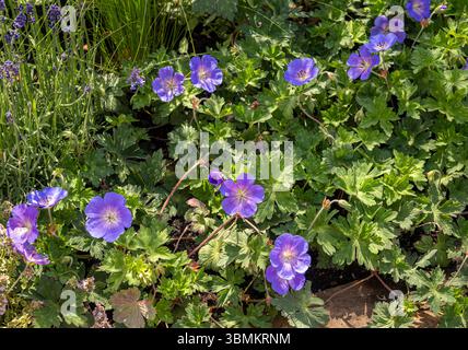 Nahaufnahme von Geranium „Rozanne“ in voller Blüte, mit leuchtenden violettblauen Blüten mit üppig grünem Laub in einem Sommergartenrand Stockfoto