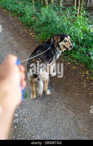 Kammlach, Bayern, Deutschland - 24. Juni 2025: Ein Mann führt seinen Hund an der Leine durch einen schattigen Waldweg beim Gassigehen *** ein Mann führt seinen Hund an der Leine durch einen schattigen Waldweg beim Gassigehen Stockfoto