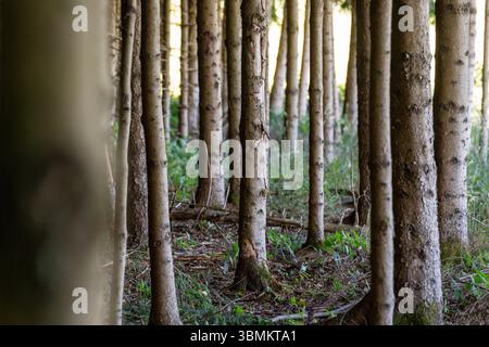 Kammlach, Bayern, Deutschland - 24. Juni 2025: Reihe von Nadelbäumen in einem dichten Wald mit sichtbarem Unterholz und Bodenvegetation *** Reihe von Nadelbäumen in einem dichten Wald mit sichtbarem Unterholz und Bodenvegetation Stockfoto