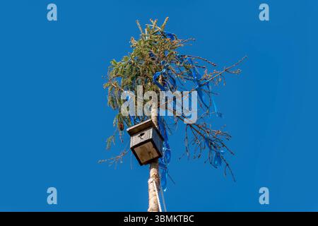 Kammlach, Bayern, Deutschland - 24. Juni 2025: Die Spitze eines traditionell geschmückten Maibaums mit blauen Bändern und Vogelhaus vor strahlend blauem Himmel *** die Spitze eines traditionell geschmückten Maibaums mit blauen Bändern und Vogelhaus vor strahlend blauem Himmel Stockfoto
