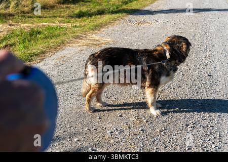 Kammlach, Bayern, Deutschland - 24. Juni 2025: Ein Mann geht mit einem Hund an der Leine auf einem Feldweg bei Sonnenschein *** ein Mann führt einen Hund bei Sonnenschein auf einem Feldweg an der Leine spazieren Stockfoto