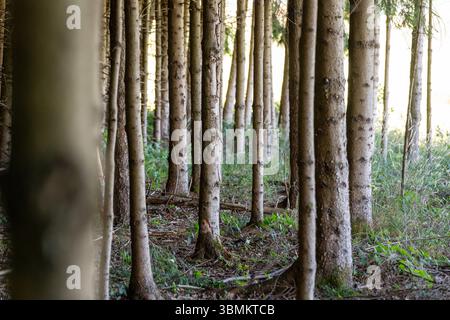 Kammlach, Bayern, Deutschland - 24. Juni 2025: Reihe von Nadelbäumen in einem dichten Wald mit sichtbarem Unterholz und Bodenvegetation *** Reihe von Nadelbäumen in einem dichten Wald mit sichtbarem Unterholz und Bodenvegetation Stockfoto
