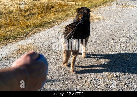 Kammlach, Bayern, Deutschland - 24. Juni 2025: Ein Mann geht mit einem Hund an der Leine auf einem Feldweg bei Sonnenschein *** ein Mann führt einen Hund bei Sonnenschein auf einem Feldweg an der Leine spazieren Stockfoto