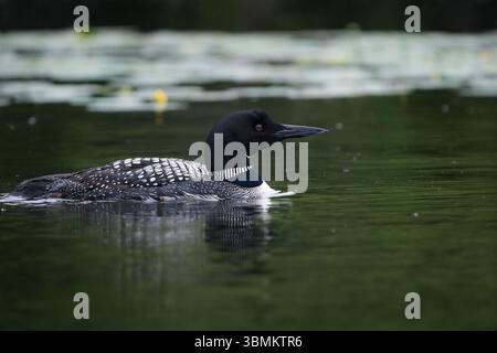 Ein wunderschönes Porträt eines Lons, der auf einem ruhigen Teich gleitet. Stockfoto