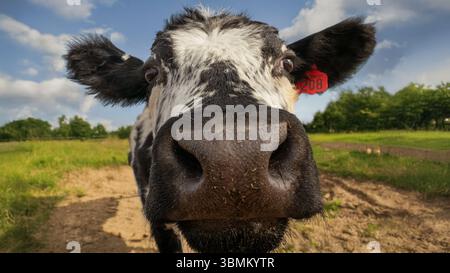 Lustige Nahaufnahme von Kuh schnüffelndem Kameraobjektiv Stockfoto