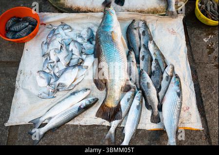 Fischvielfalt auf dem Markt in Kochi Indien, Verkaufsstand mit frisch gefangenen Meeresfrüchten, Fischindustrie am Arabischen Meer Stockfoto