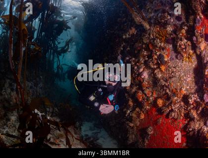 Taucher schwimmen zwischen einem großen Felsen, der mit bunten Korallen bedeckt ist, und einem Seetangwald. Der sich nähernde Taucher schaut in die Kamera. Stockfoto