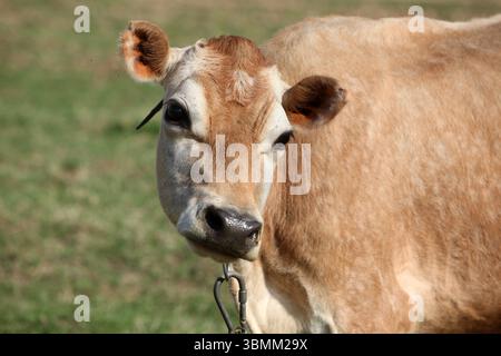 Ein schönes braunes Kalb steht allein auf einer grünen Weide. Stockfoto