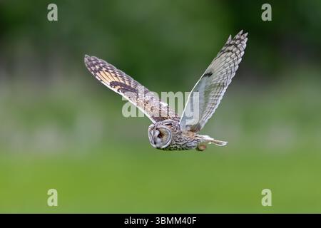 Langohrige (Asio otus) im Flug über Grasland am Waldrand auf der Jagd nach Nagetieren wie Mäusen und Wühlmäusen Stockfoto
