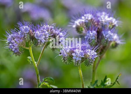 Lacy phacelia / tansy-Blatt phacelia / Blue tansy / Purple tansy (Phacelia tanacetifolia), Insektenbienenpflanze im Garten, heimisch in den USA und Mexiko Stockfoto