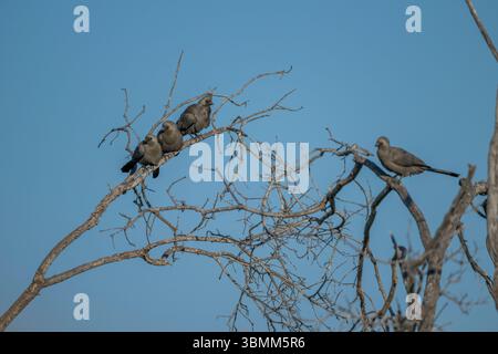 Grauvogel (Crinifer concolor), auch bekannt als Grey lourie, thront auf einem Baum im Okavango-Delta in Botswana. Stockfoto