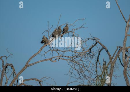 Grauvogel (Crinifer concolor), auch bekannt als Grey lourie, thront auf einem Baum im Okavango-Delta in Botswana. Stockfoto