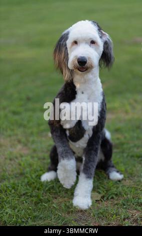 Gehorsamer Schafaddel, der auf dem Gras sitzt und mit einer erhobenen Pfote darauf wartet, zu spielen. Stockfoto