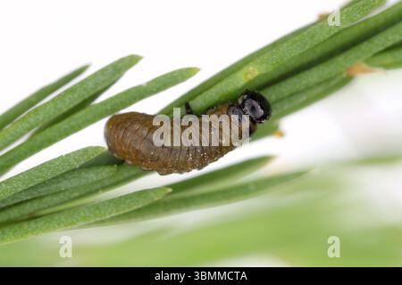 Larven des gefleckten Spargelkäfers (Crioceris duodecimpunctata) auf Spargel. Schädling von angebautem Gemüse. Stockfoto