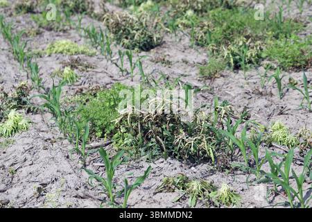 Unkrautbekämpfung bei Maisernte. Einfluss des Einsatzes von Herbiziden und Pestiziden auf Unkräuter im Feld. Stockfoto