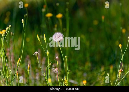 Die Pflanze in der der Hawkweed, spezifisch ähnlich Orange Hawkweed (Hieracium aurantiacum) oder einer ähnlichen Art innerhalb der Gattung Hieracium. Stockfoto