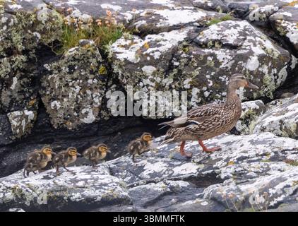 Stockenten-Enten und Enten an der Küste, Isle of Barra, Äußere Hebriden, Schottland. Stockfoto